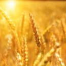 Удмуртия перевыполнила план по заготовке семян яровых зерновых культур под урожай 2022