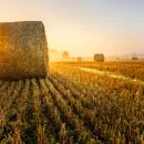 Удмуртская область стремится к миллиону тонн зерна и по-прежнему является льняным лидером России